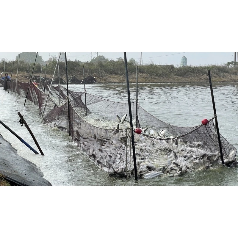 整尾虱目魚(去刺) | 450g~600g